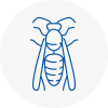 Lynn Regis Wasp Nest Removal